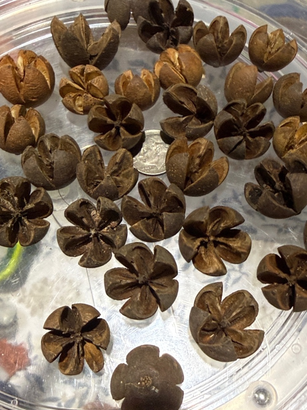 30 Natural Brown Decorative Seed Pods - Rustic Floral Accents - Picture 4 of 4